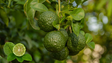 Scent Spotlight: Bergamot