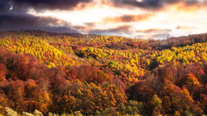 Fall